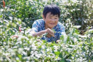 河南睢县：辣椒丰收助农增收