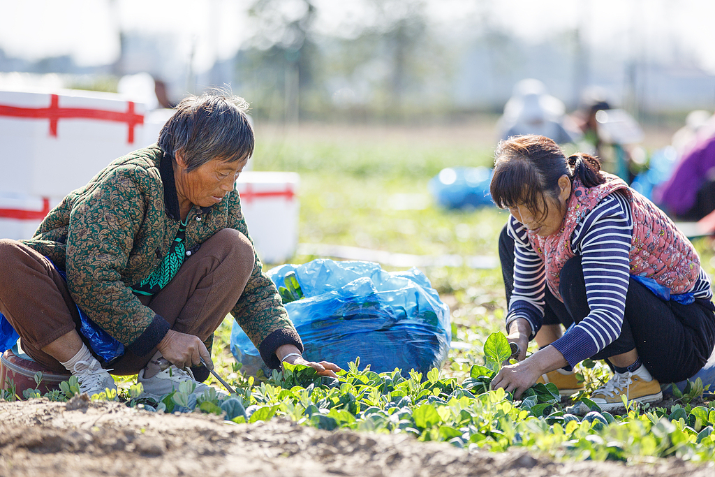河南商丘：订单菠菜采收忙