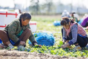 河南商丘：订单菠菜采收忙