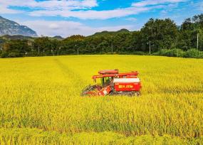 安徽安庆：收割机在田里收获水稻