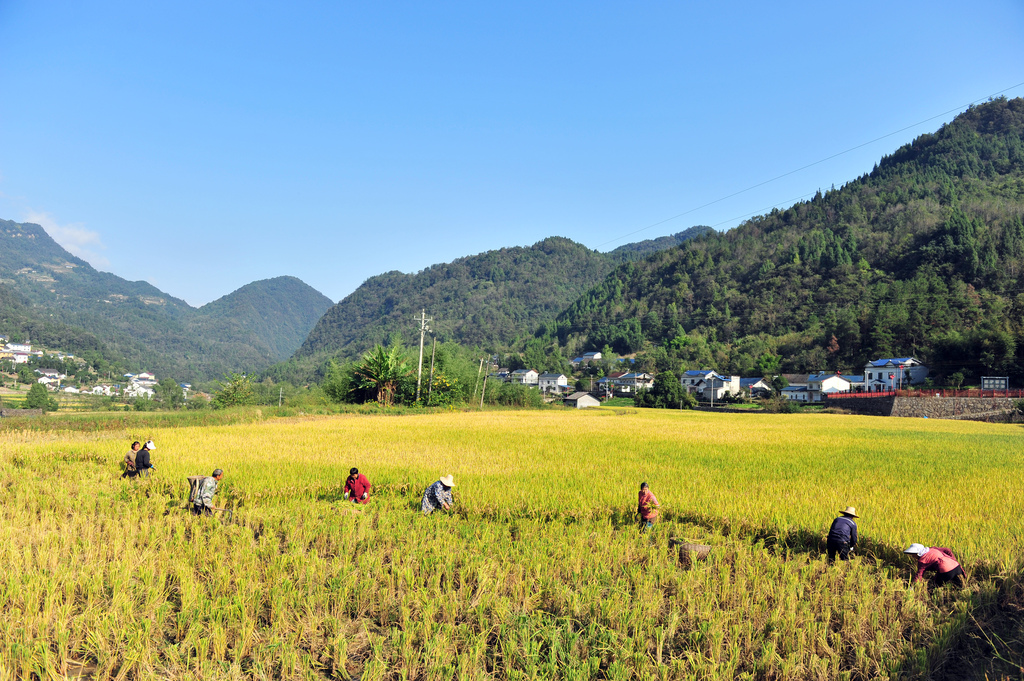 湖北宜昌：山村水稻收获忙