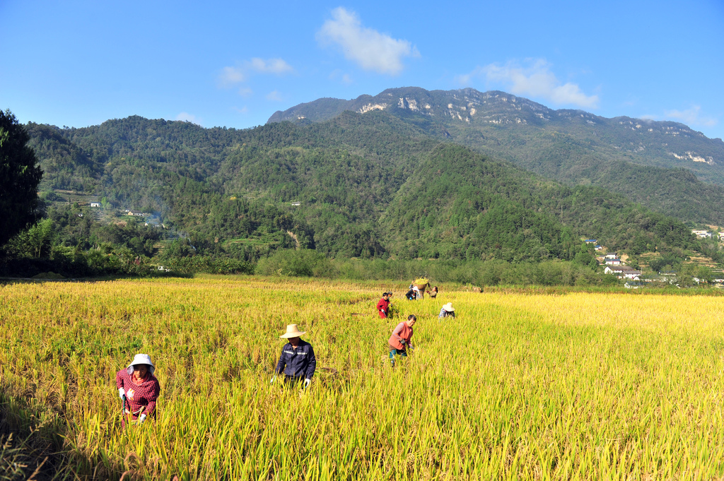 湖北宜昌：山村水稻收获忙
