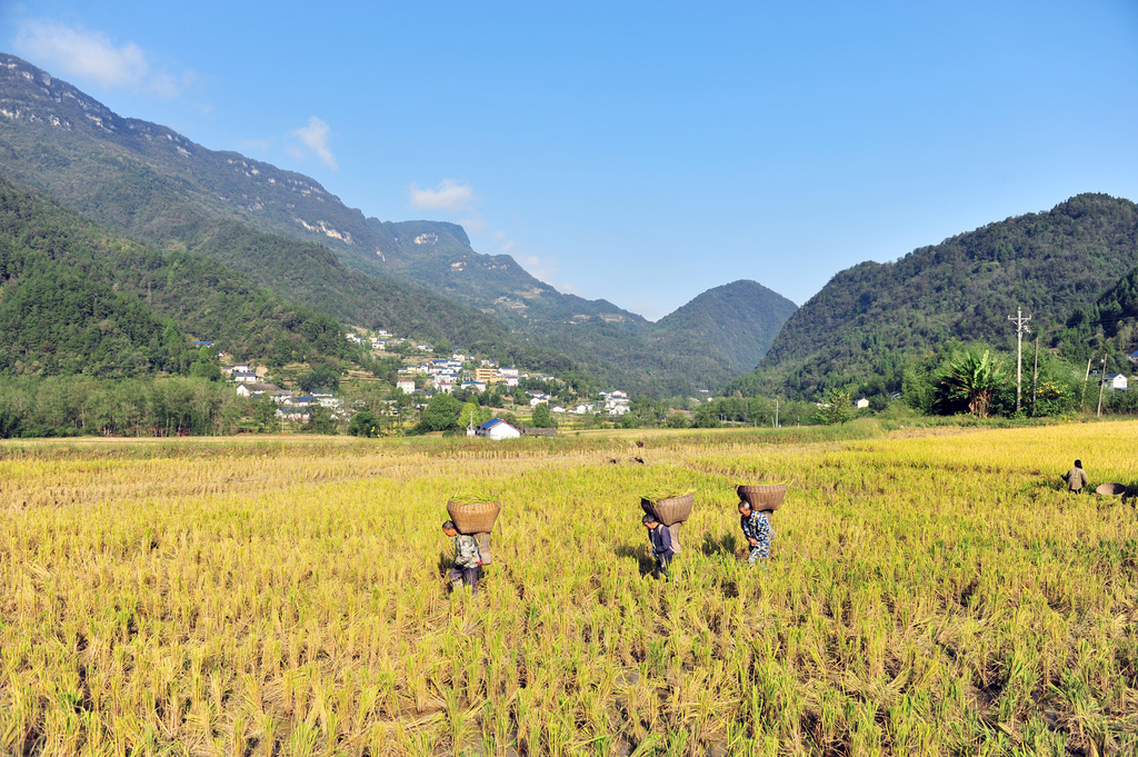 湖北宜昌：山村水稻收获忙