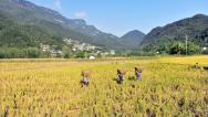 湖北宜昌：山村水稻收获忙