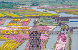 江苏兴化：菊花盛开引客来