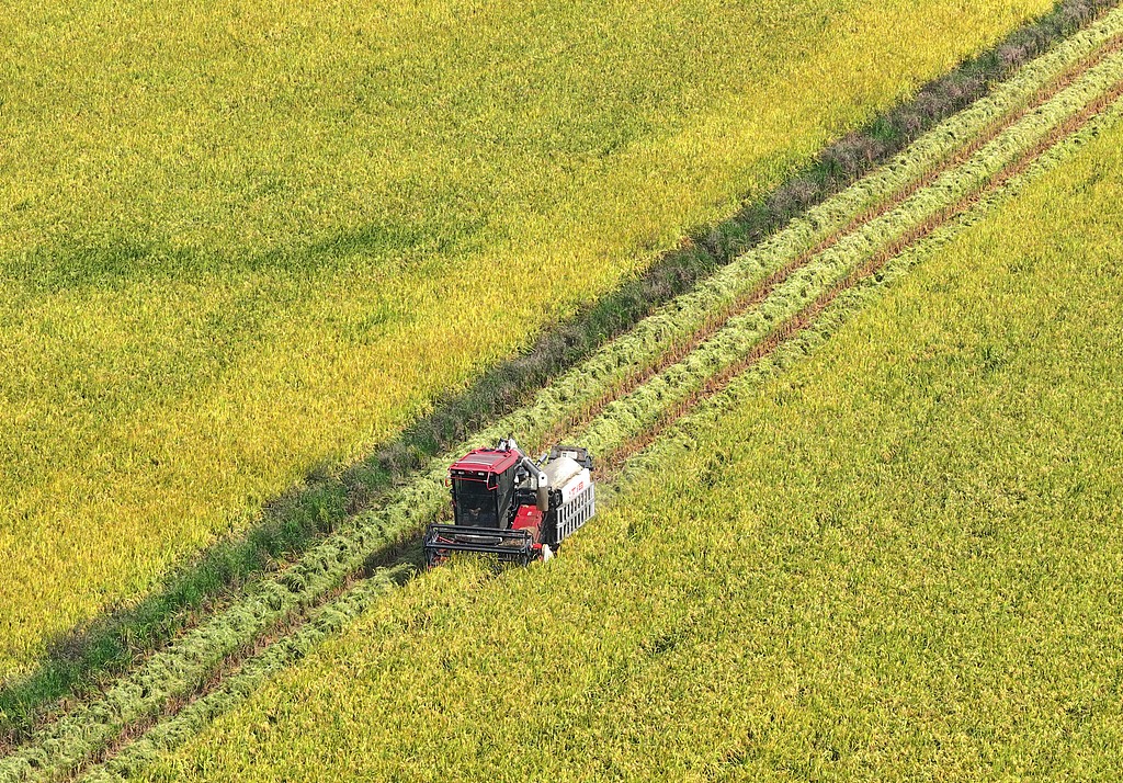 江西泰和：农户收割水稻确保颗粒归仓