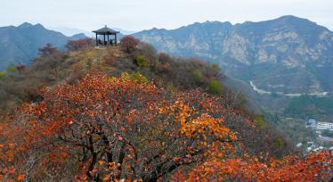 北京：秋日山色引客来