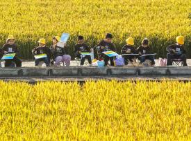 江苏泗洪：学生走进万亩稻田绘丰收
