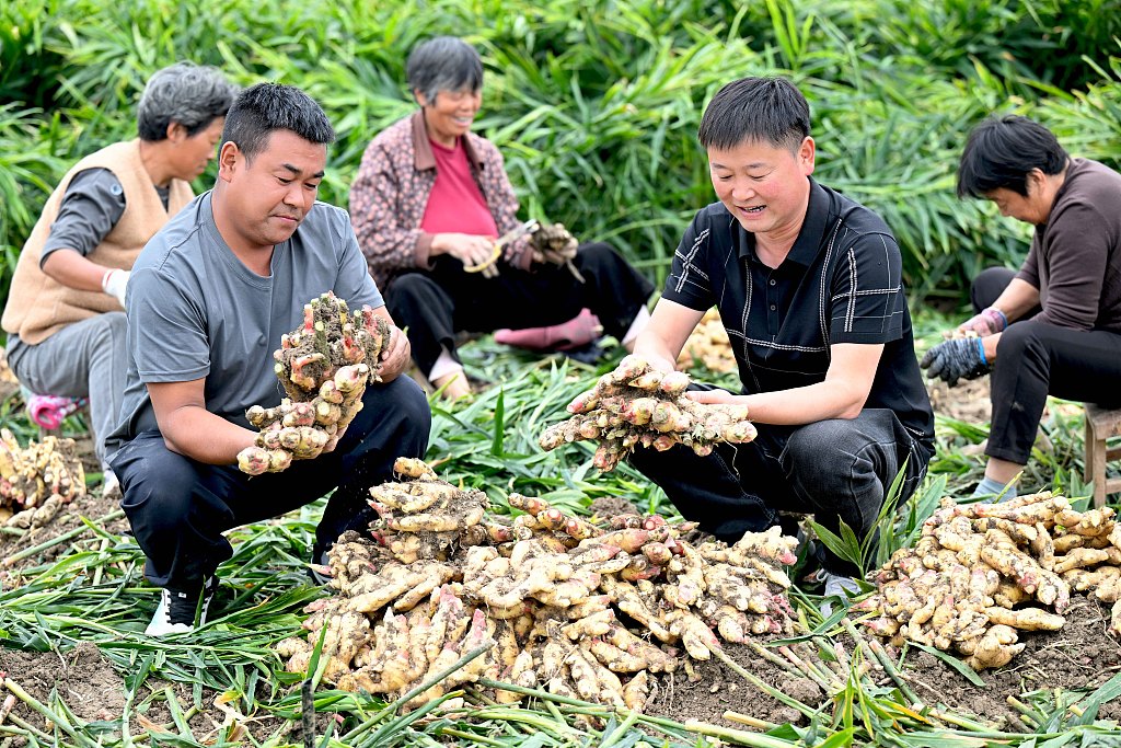 安徽亳州：生姜迎丰收 姜农采收忙