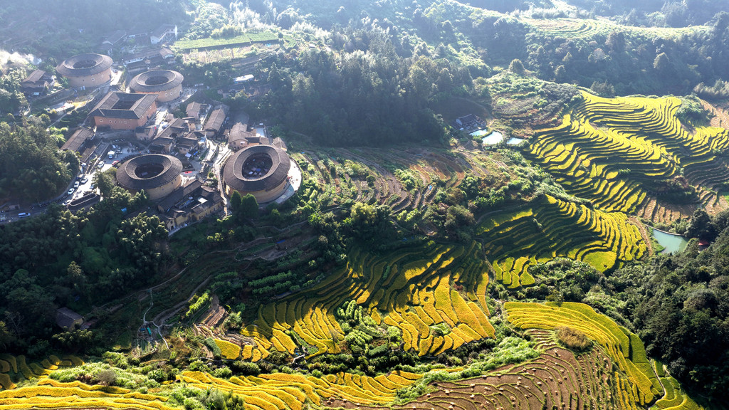 福建漳州：金色稻田与土楼相映成景