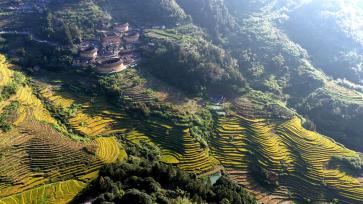 福建漳州：金色稻田与土楼相映成景
